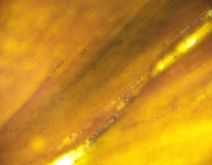 Translucent Gold Marble Slab - close
